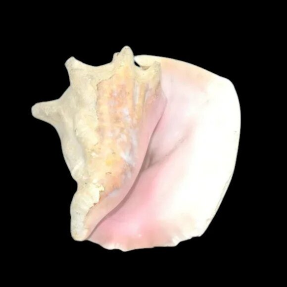 Vintage Bahama Conch Shell - Picture 1 of 9
